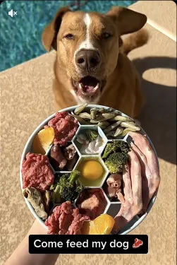 Social video of a dog next to a plate of fresh food