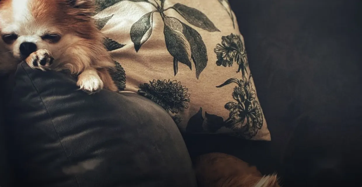 Small dog resting on a patterned cushion