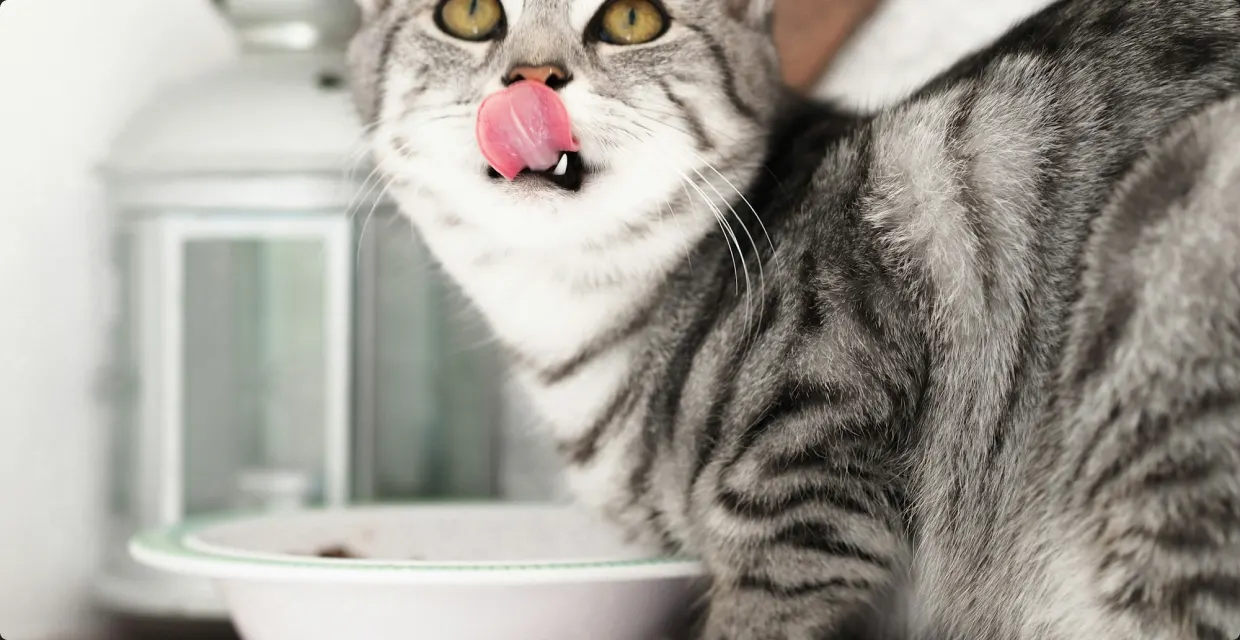 Tabby cat licking its lips next to a white fountain