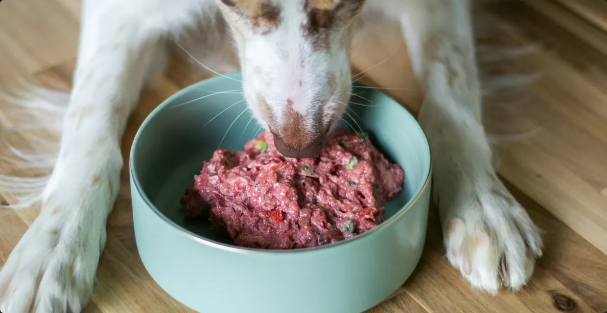 Dog eating fresh raw food from a bowl