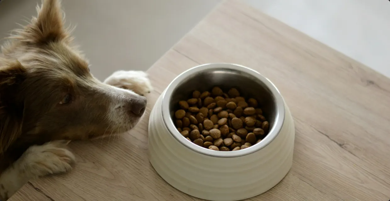Dog resting its head next to a bowl of kibble