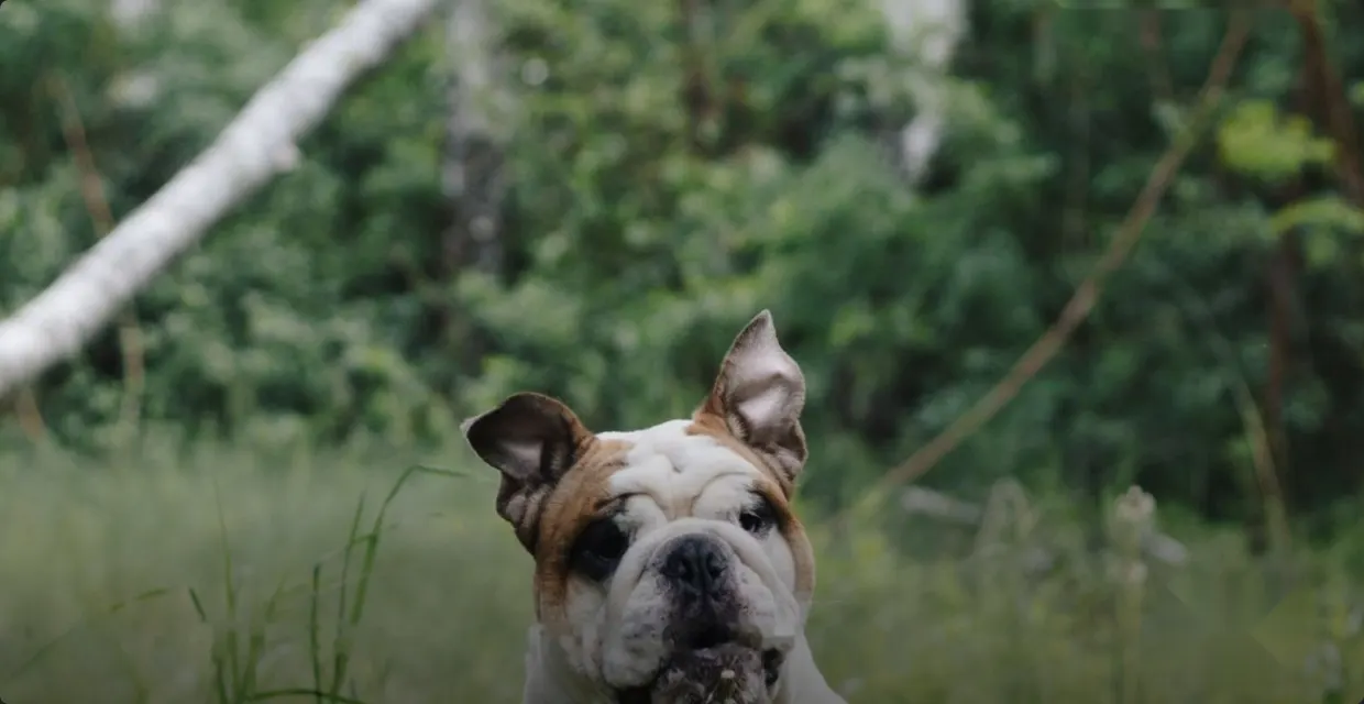 Bulldog walking through tall grass